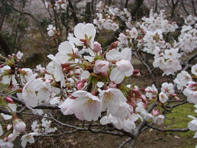 DSC04863.jpg