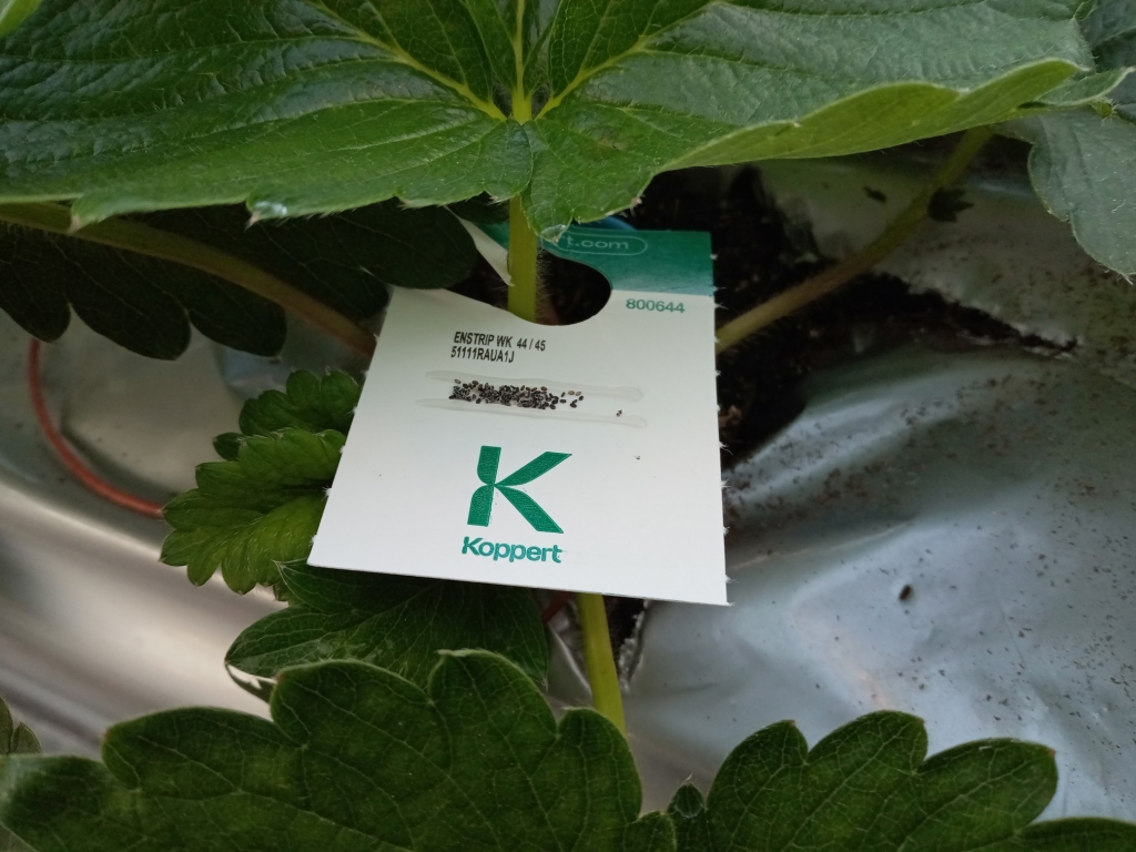 2025.11.6エンストリップ