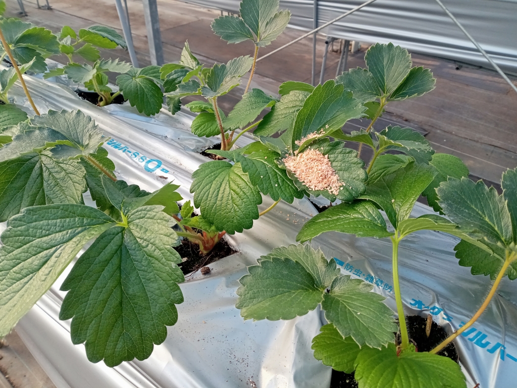 2025.11.6天敵放飼