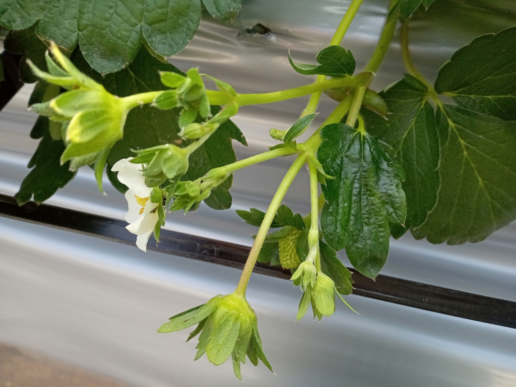 2025.11.17アブラムシ