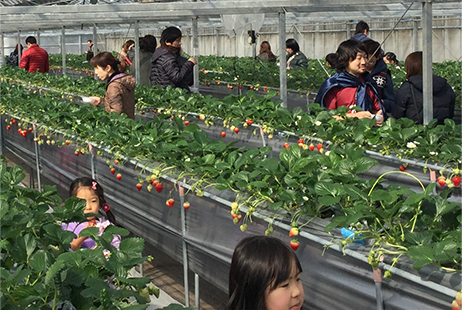 小豆島ふるさと村いちご園