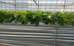 2025.11.16さぬき姫草丈